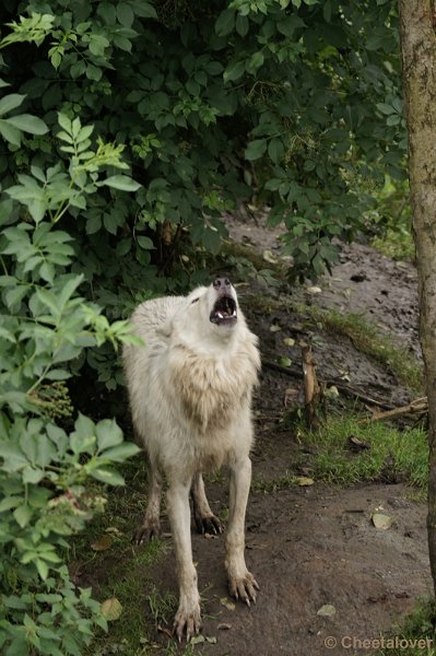 DSC01997.JPG - Alaska Wolf